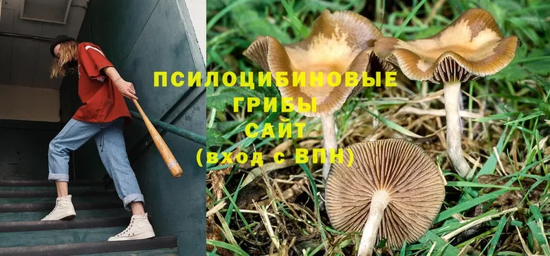 blacksprut ONION  Морозовск  Галлюциногенные грибы Magic Shrooms  сколько стоит 